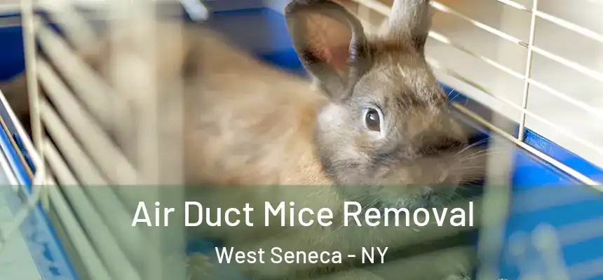 Air Duct Mice Removal West Seneca - NY